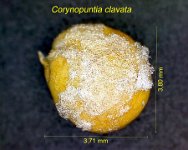 Corynopuntia clavata HF.jpg